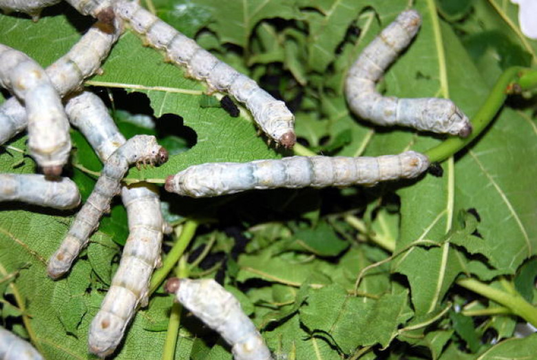 http://asset0.cbsistatic.com/cnwk.1d/i/tim2/2014/03/05/800px-Silkworms3000px_610x409.jpg