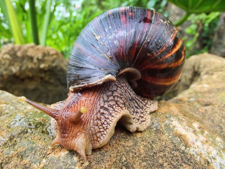 http://static3.businessinsider.com/image/520e9c66ecad047246000024-3000-2250/giant_african_land_snail.jpg