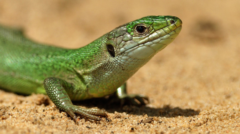 http://o.aolcdn.com/hss/storage/midas/d89f898f137d08705e13dc693e050697/201320819/green-lizard-jean-jacques-boujot-flickr.jpg