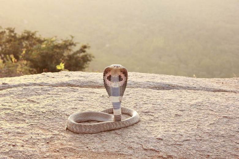 http://images.techhive.com/images/article/2015/05/indian_cobra-100585517-primary.idge.jpg