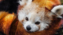 https://opensource.com/sites/default/files/styles/image-full-size/public/lead-images/redpanda_firefox_pet_animal.jpg?itok=aSpKsyna