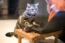 https://static-ssl.businessinsider.com/image/544a96b0eab8ea8945608ad2-600-400/cat-computer-hacker-mouse-3.jpg