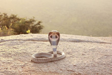 http://images.techhive.com/images/article/2015/05/indian_cobra-100585517-primary.idge.jpg