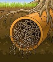 https://grahamcluley.com/wp-content/uploads/2015/04/roots-in-pipe-170.jpeg