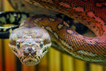 http://images.techhive.com/images/article/2015/03/snake-menacing-breach-100576437-primary.idge.jpeg